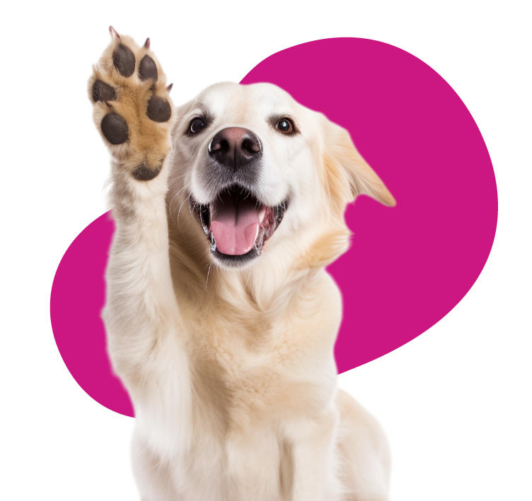 Struttura cani gatti Brescia