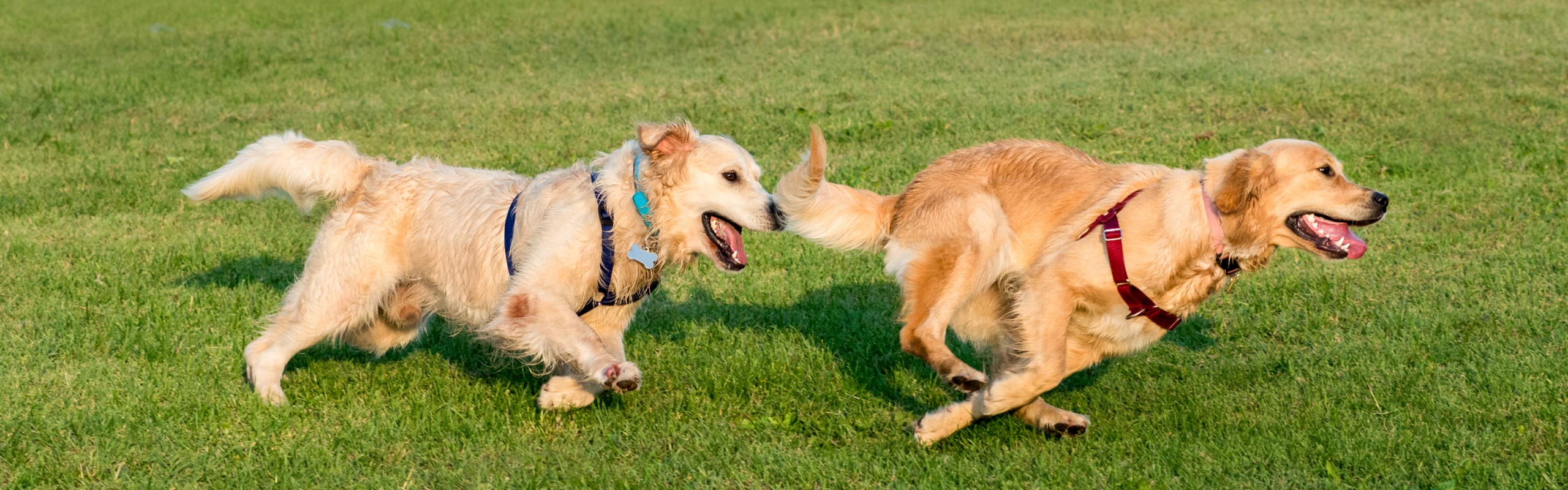 Area cani privata affitto Brescia