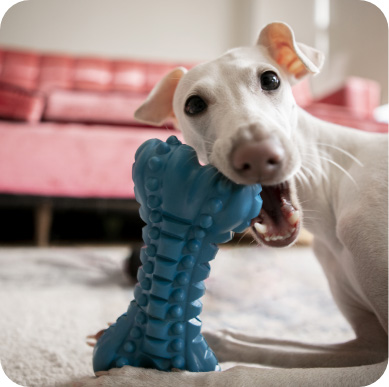 Servizio taxi dog Brescia