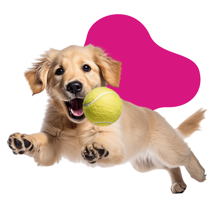 Asilo per cani puppy Brescia