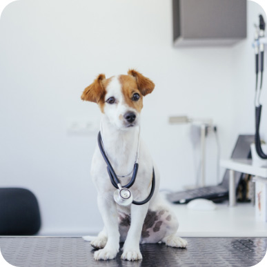 Clinica del cane ambulatorio veterinario specializzato