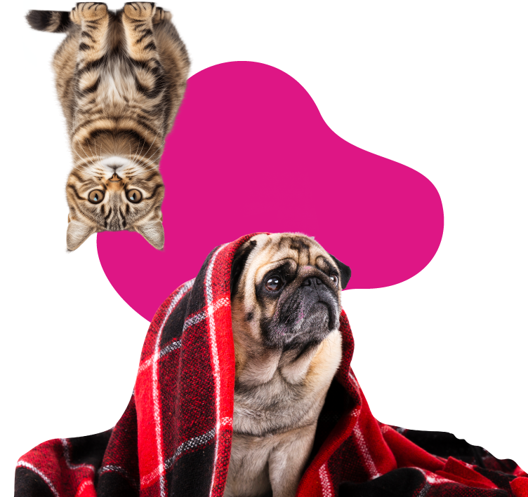 Hotel gatti cani Brescia