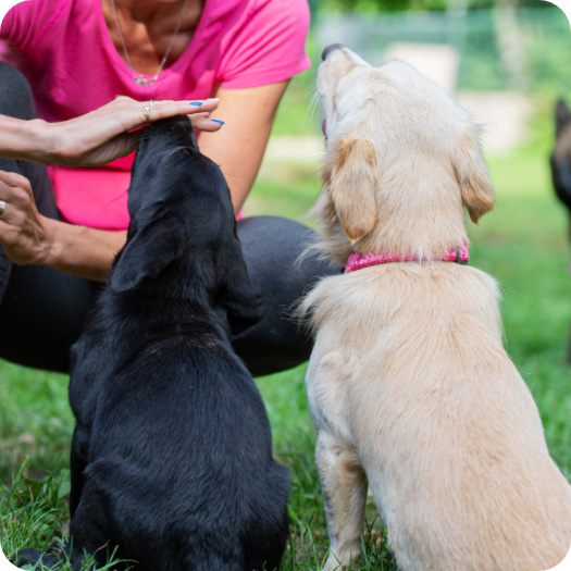 Puppy class Brescia