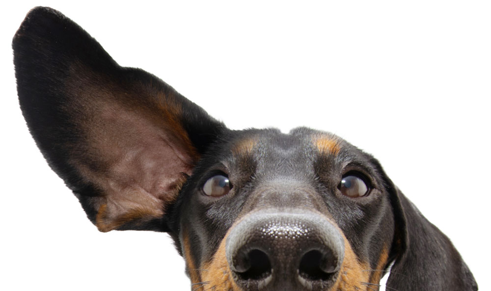 Servizi completi veterinaria asilo diurno cani