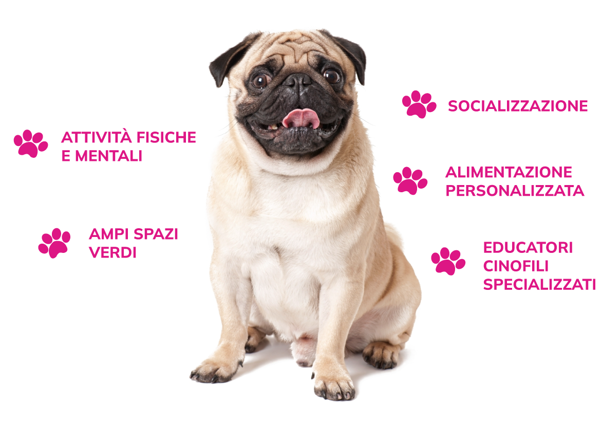 Servizi asilo per cani clinica del cane
