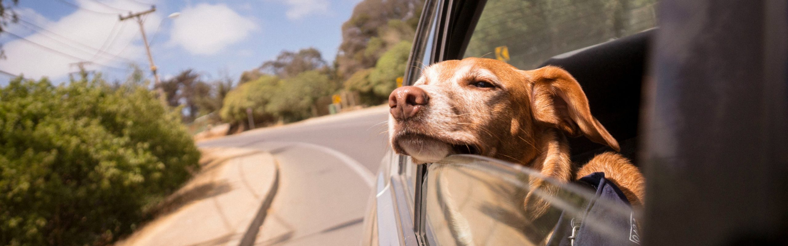 Taxi dog trasporto privato cani Brescia