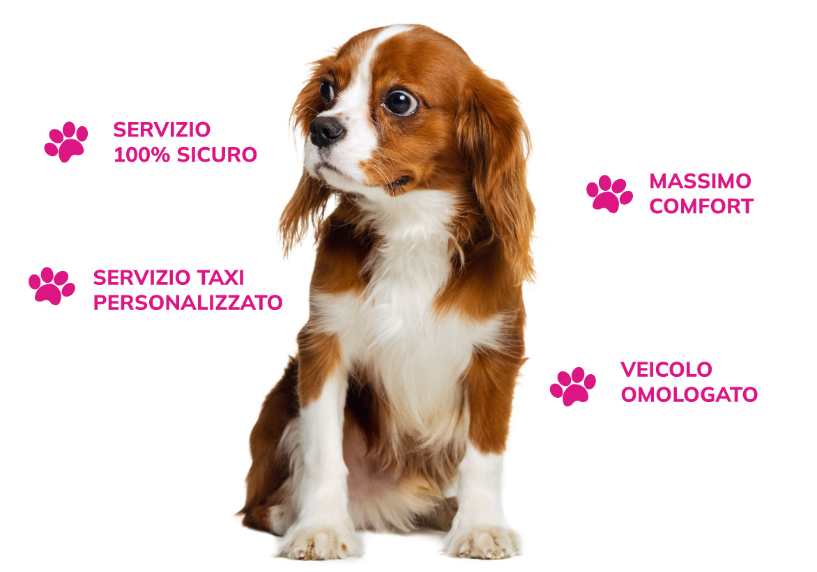 Taxi per cane personalizzato Brescia