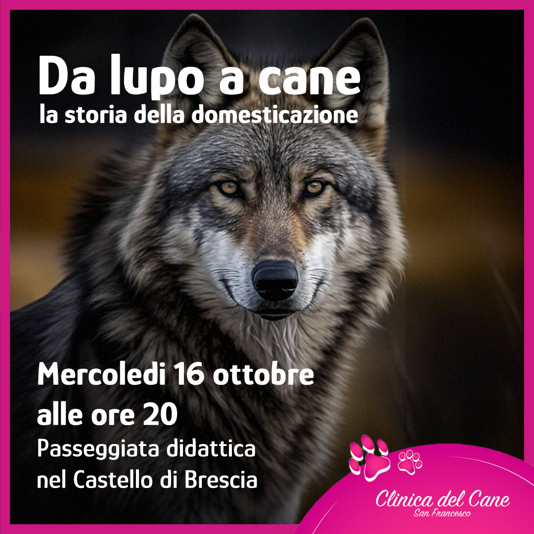 da lupo a cane post noprezzo