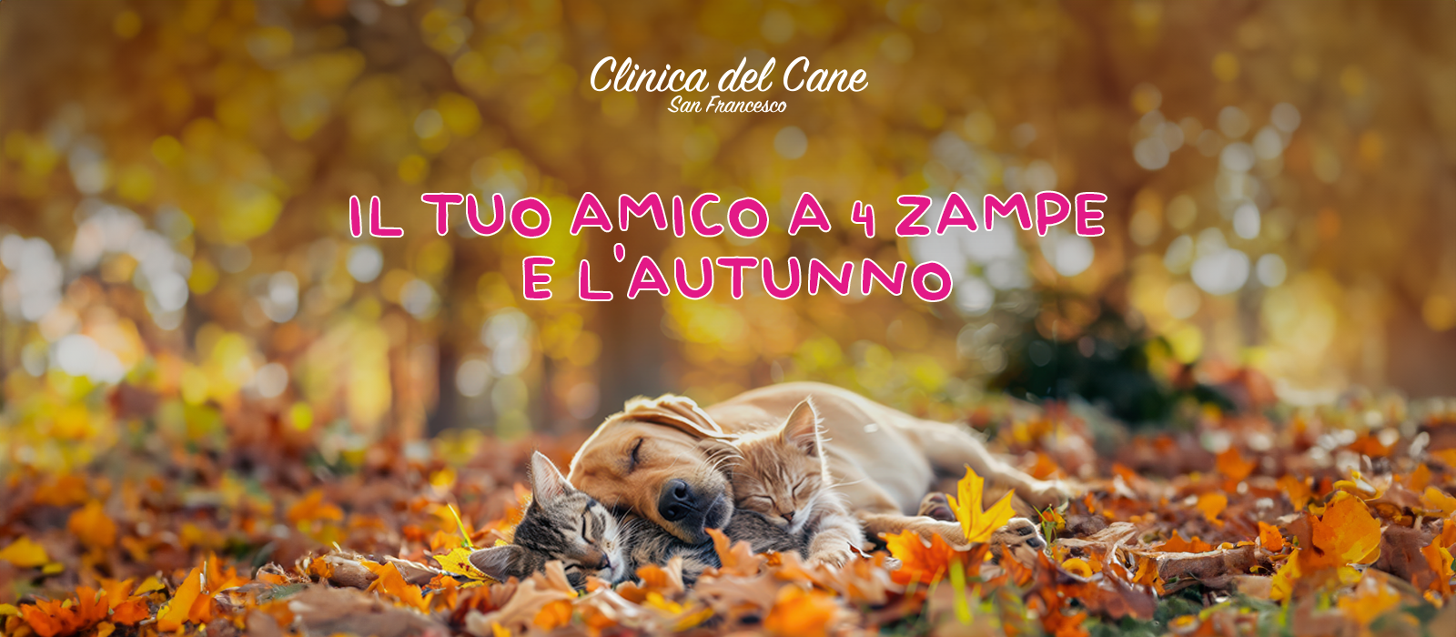 autunno e cani