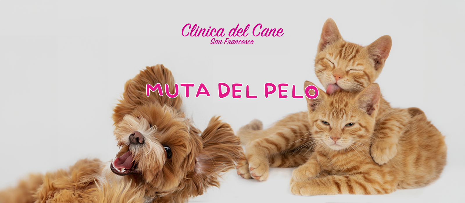 Muta del pelo toelettatura brescia