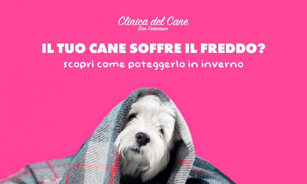 newsletter freddo   2025