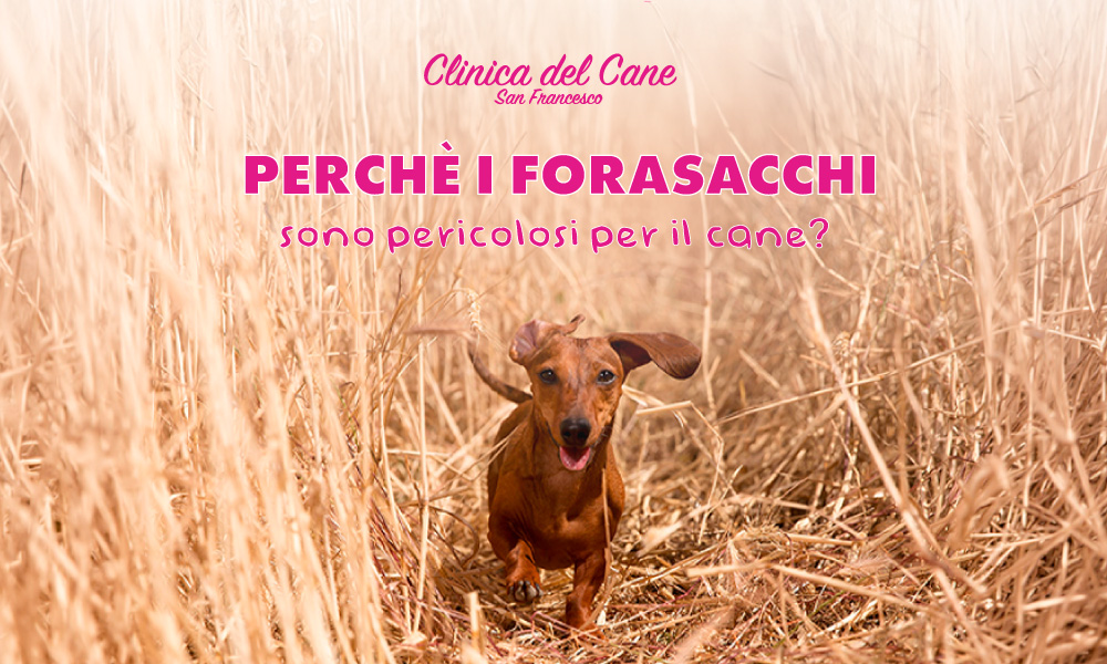 NEWSLETTER FORASACCHI   2025
