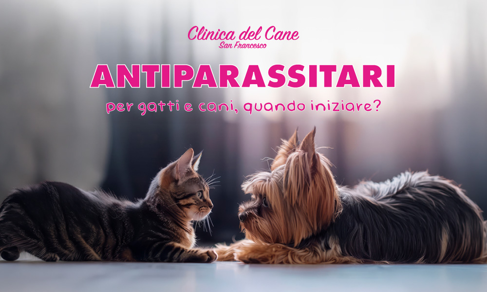 newsletter antiparassitari   2025