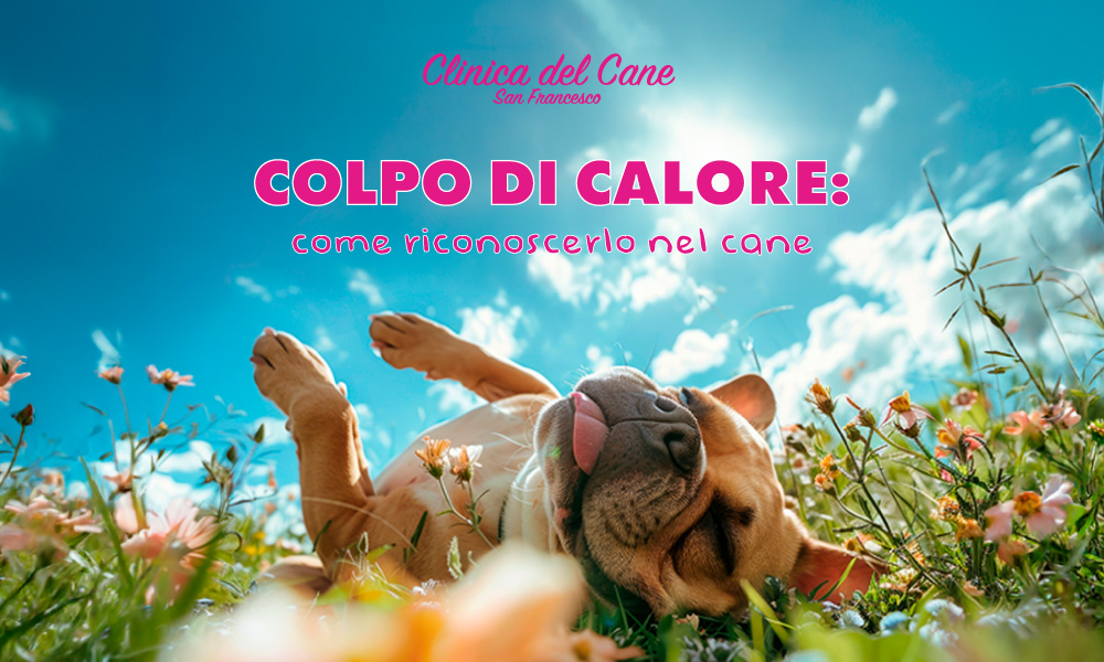 newsletter colpo di calore   2025