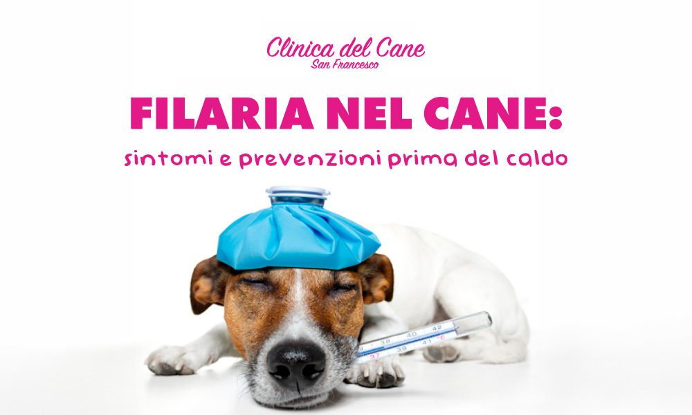 newsletter filaria   2025