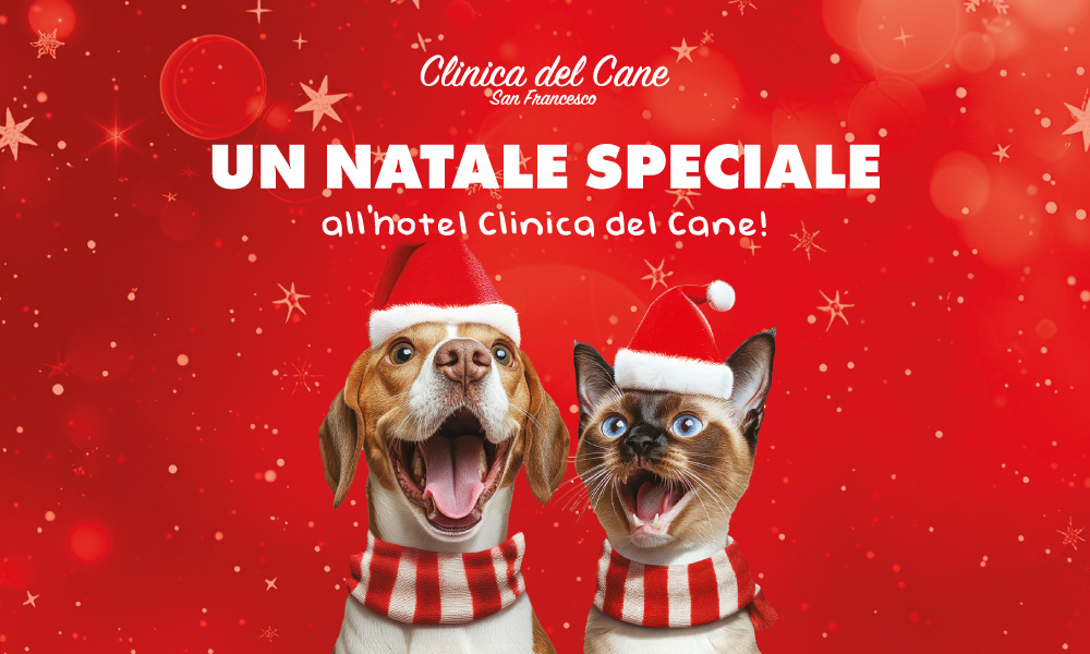 newsletter hotel natale 12 2025