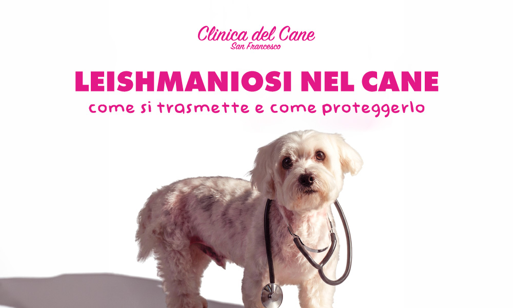 newsletter leismaniosi 01 2026