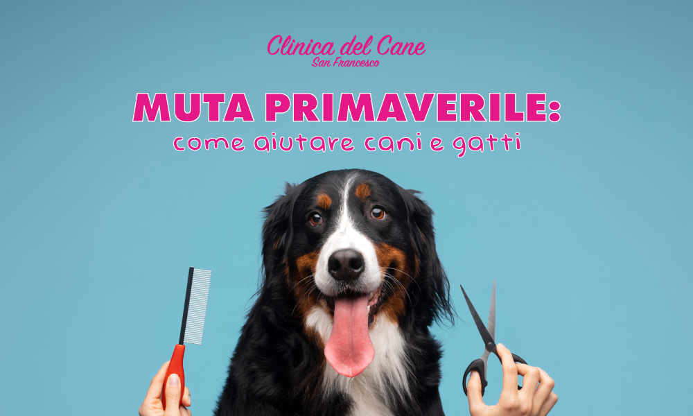 newsletter muta 03 2026