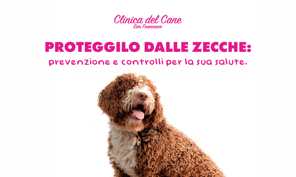 newsletter zecche 02 2026